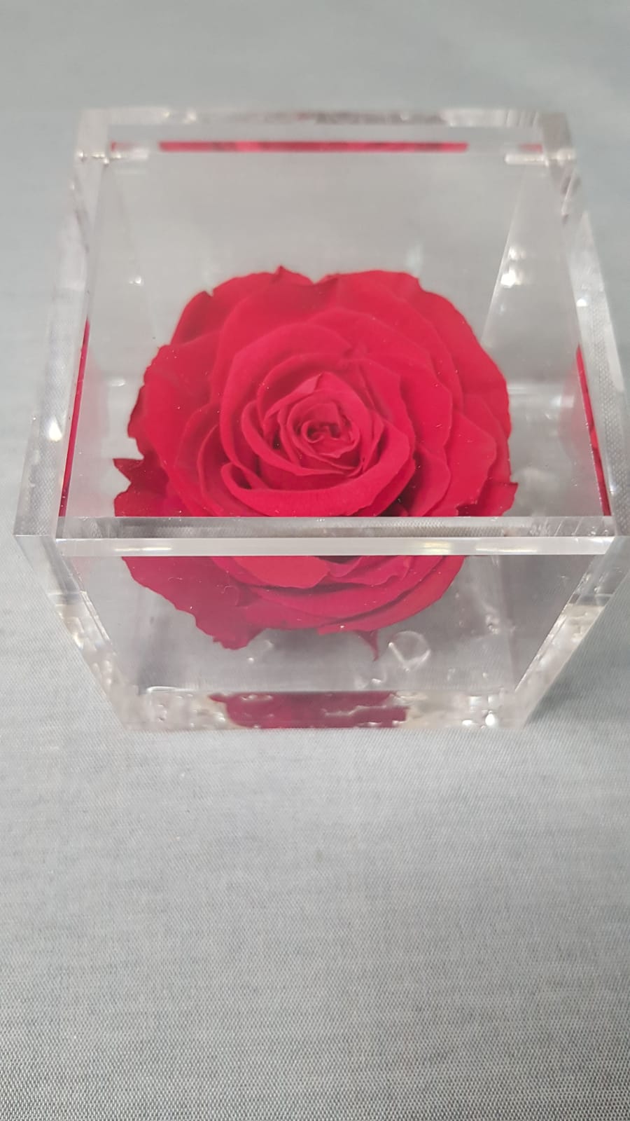 Rosa stabilizzata in plexiglass