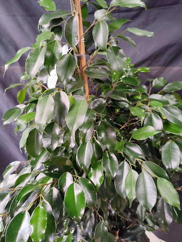 Ficus Benjamin