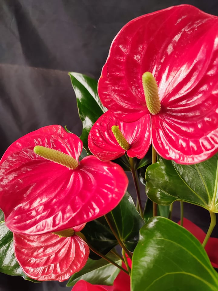 Anthurium