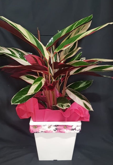 Pianta Calathea