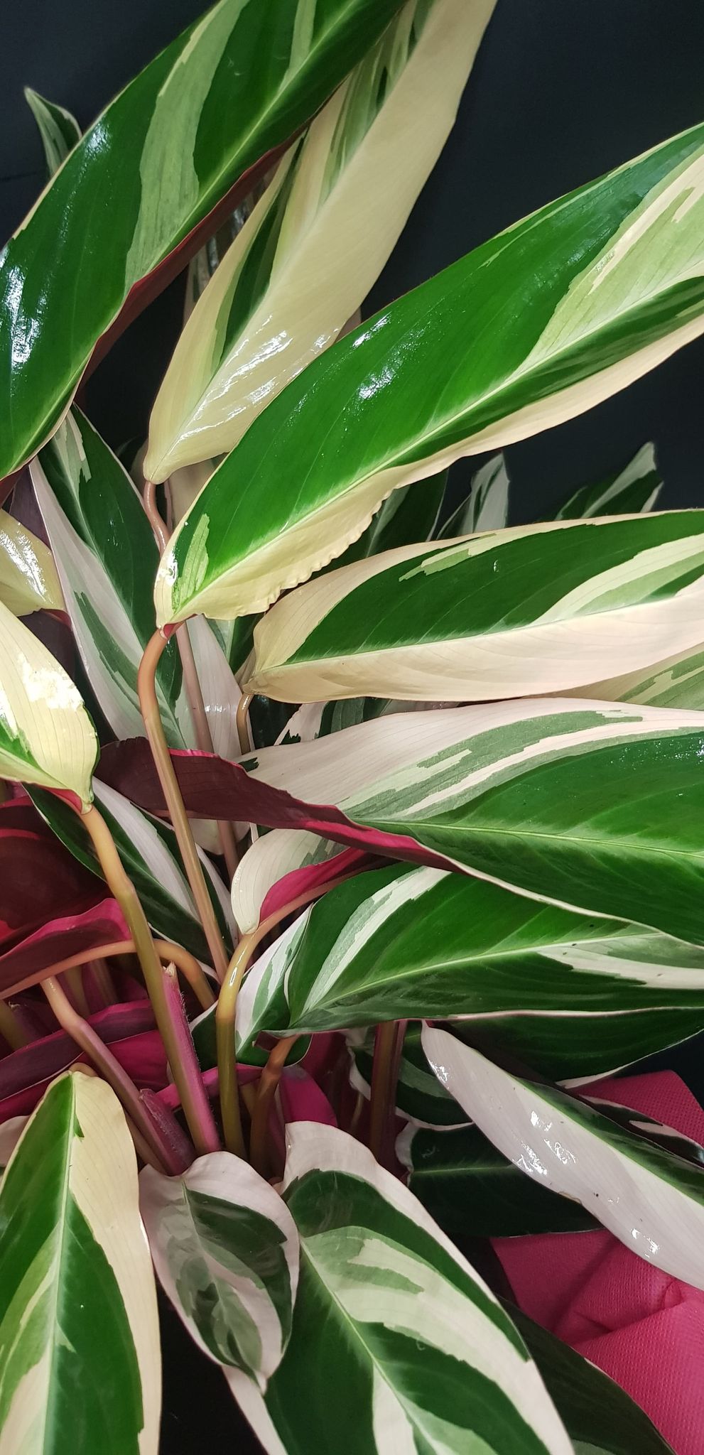 Pianta Calathea