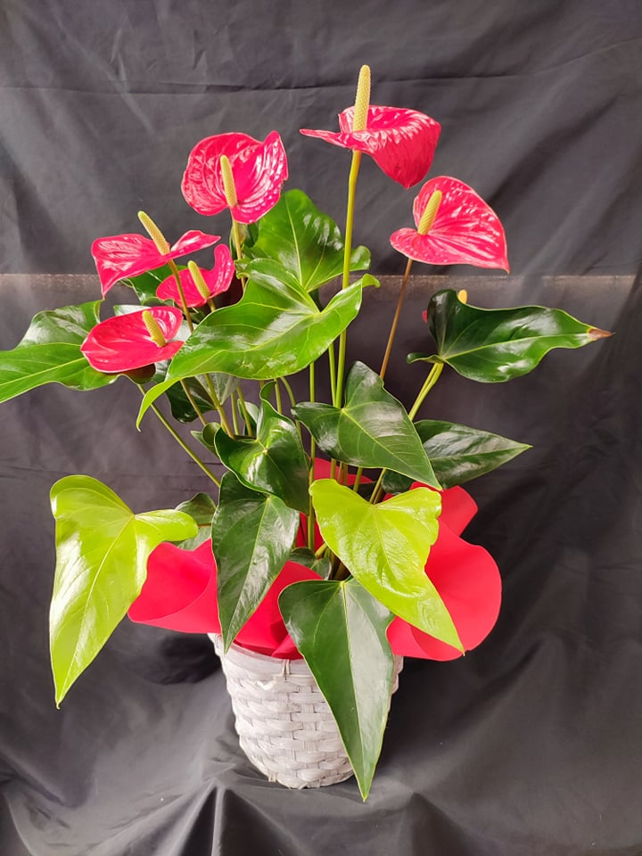 Anthurium