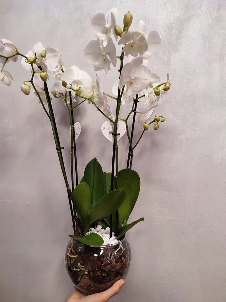 Composizione Orchidee Phalenopsis