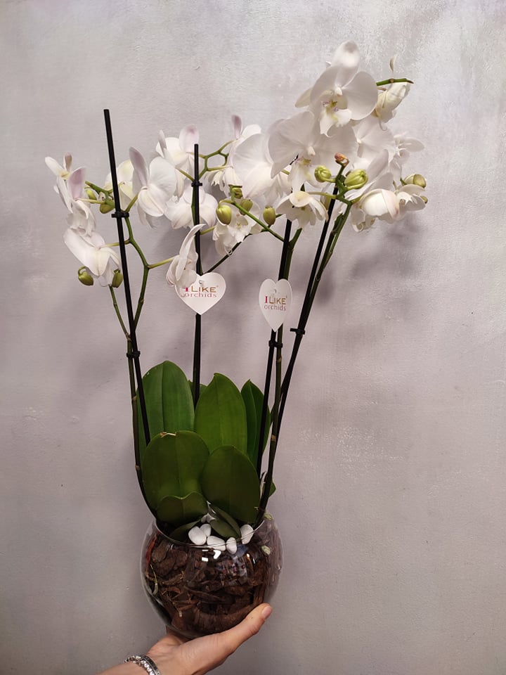 Composizione Orchidee Phalenopsis