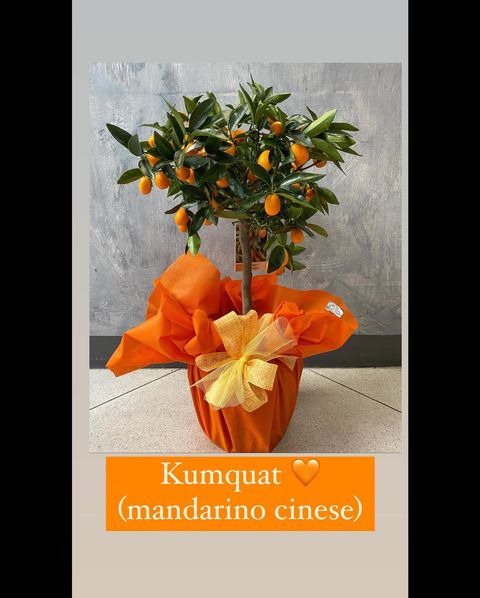 Pianta di  kumquat e Limone