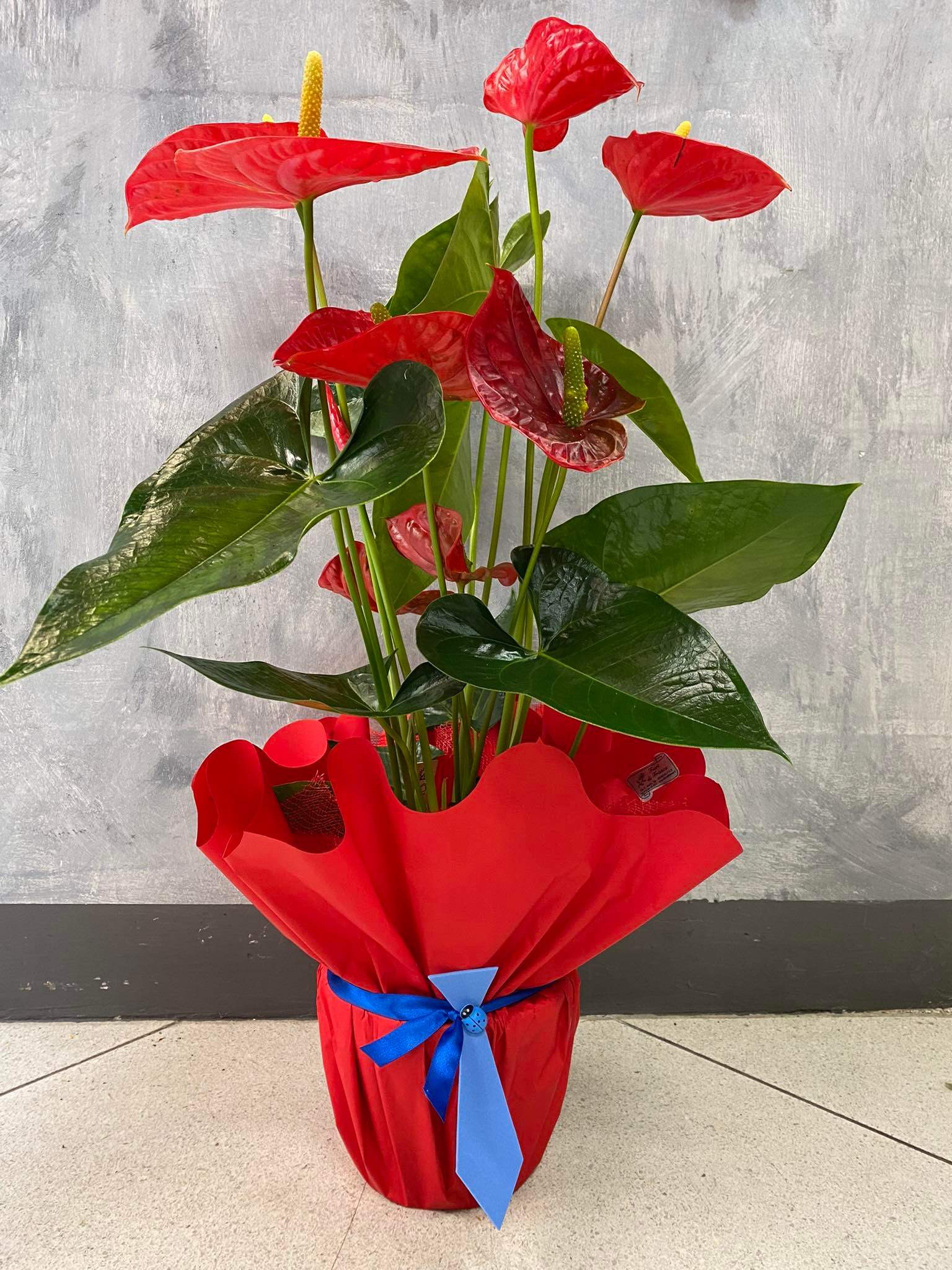 Anthurium