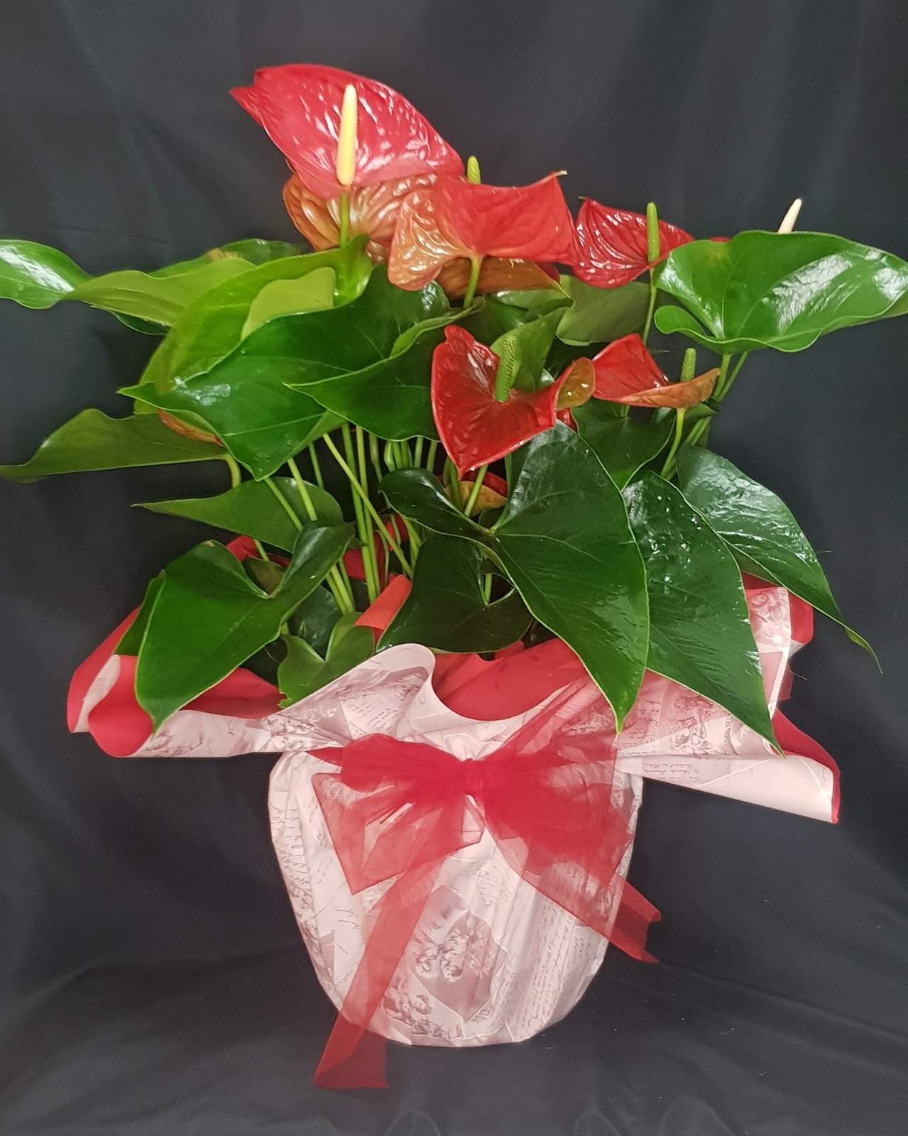 Anthurium