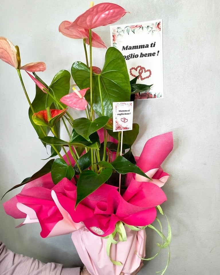 Elegante Pianta di Anthurium con Dedica Speciale