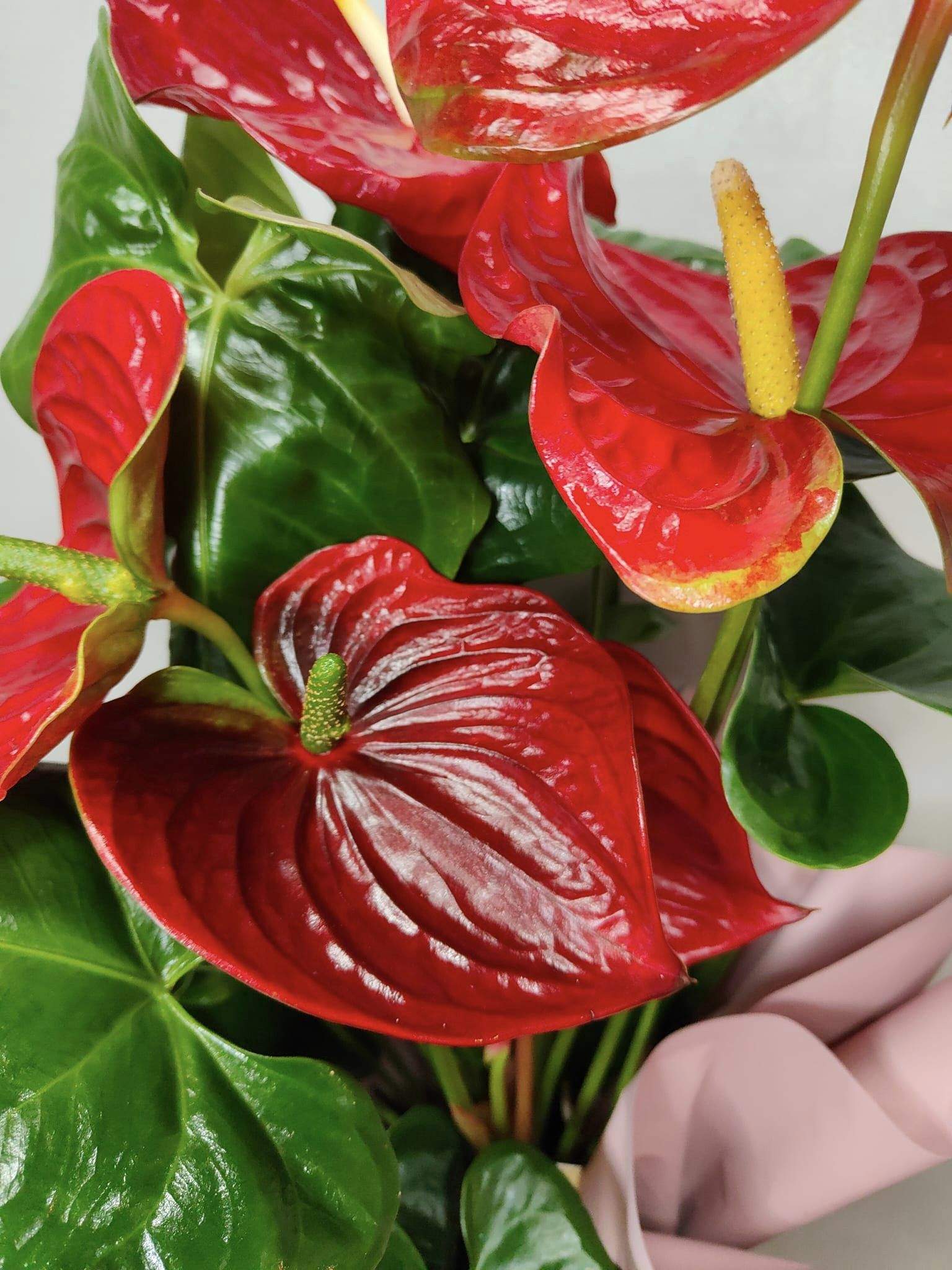 Anthurium