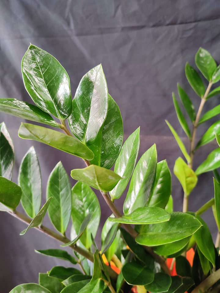 Zamioculcas