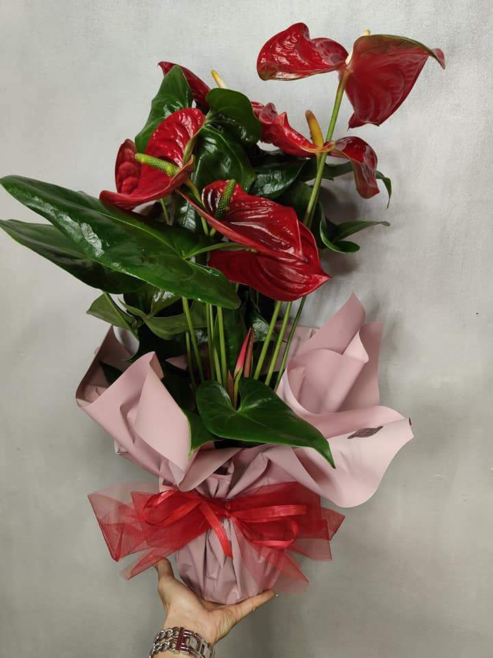 Anthurium