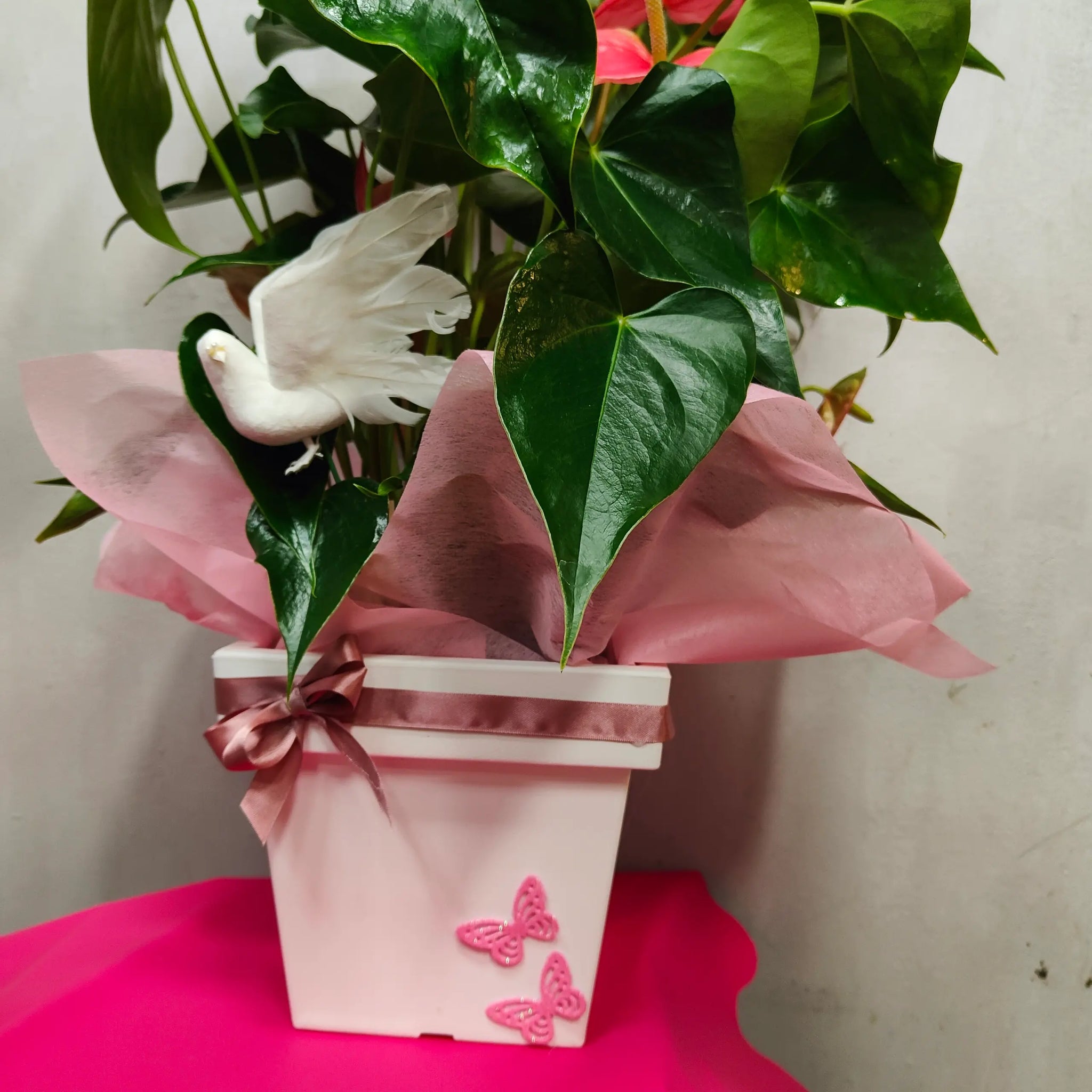 anthurium rosa chiaro Elegante Pianta di Anthurium c – Fiori Di Franca