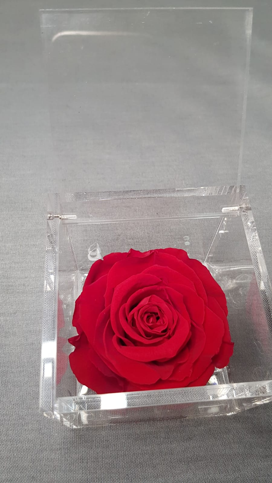 Rosa stabilizzata in plexiglass