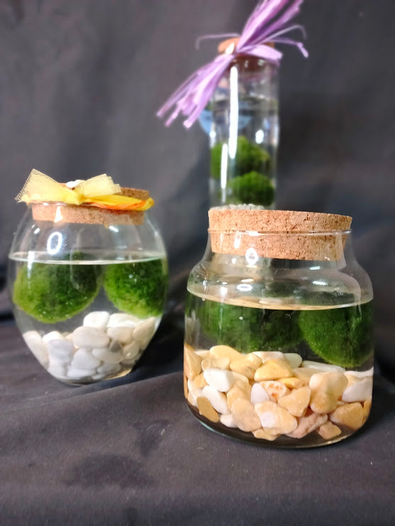 MARIMO