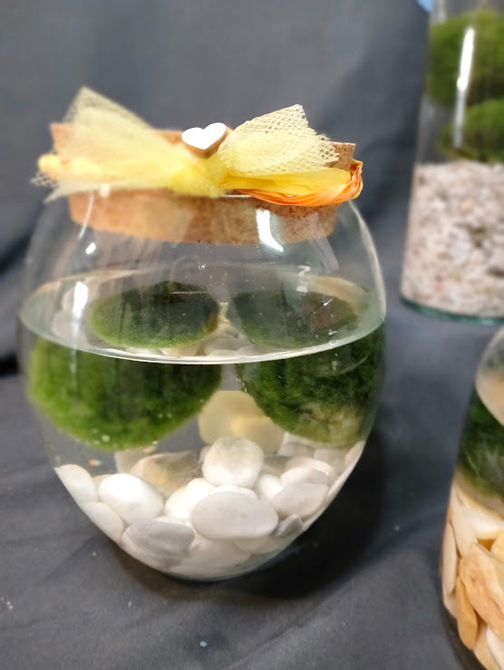 MARIMO