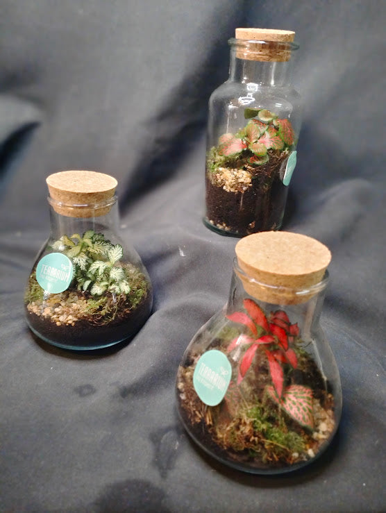 TERRARIUM