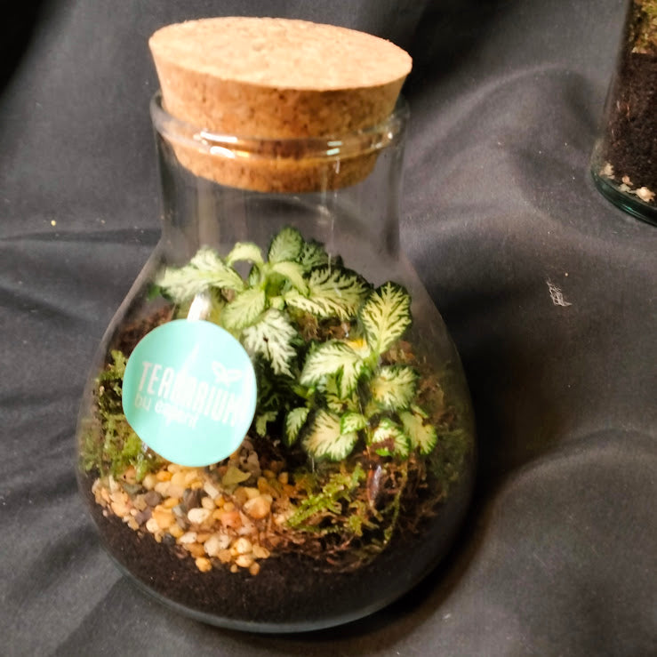 TERRARIUM