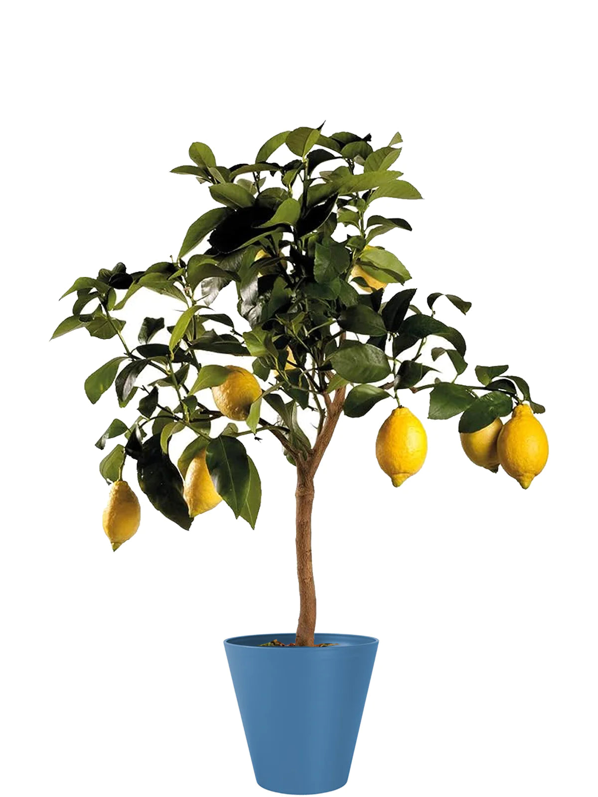 Pianta di  kumquat e Limone