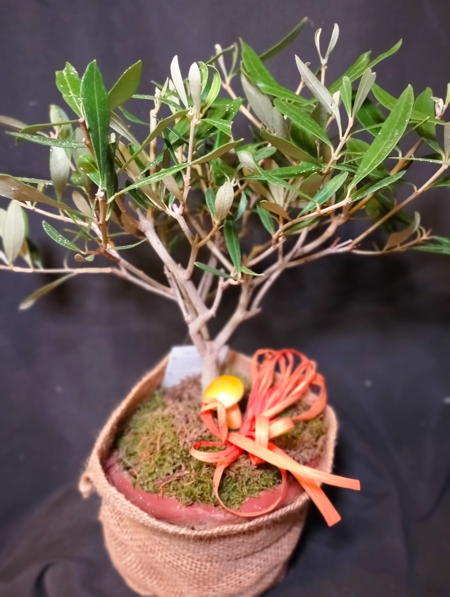 Bonsai Ulivo