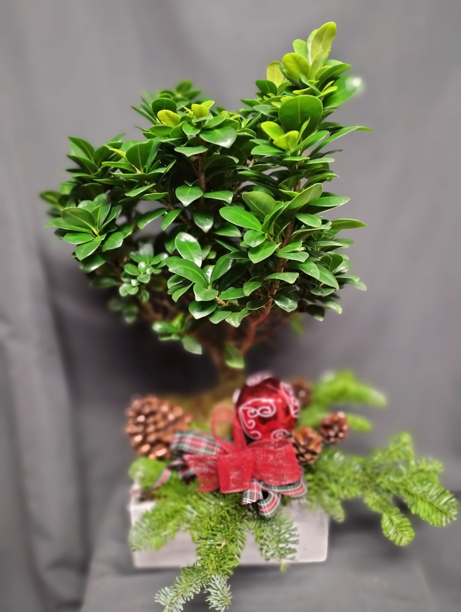 BONSAI GINSENG