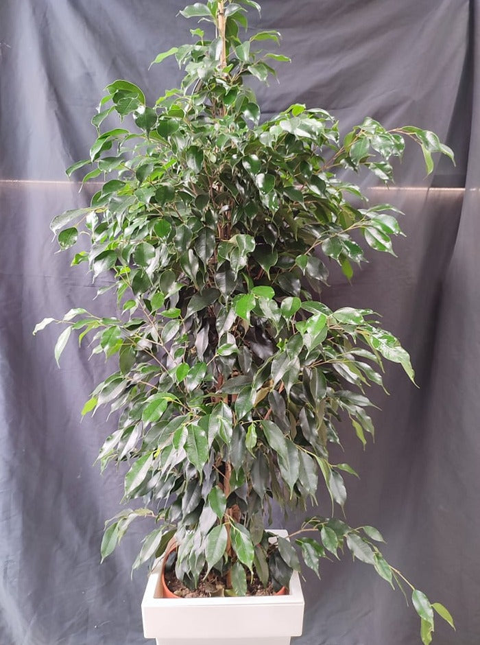 Ficus Benjamin